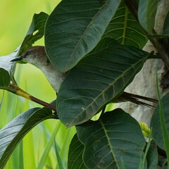 Certhiaxis cinnamomeus