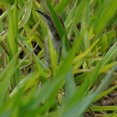 Certhiaxis cinnamomeus