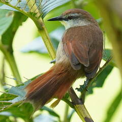 Certhiaxis cinnamomeus