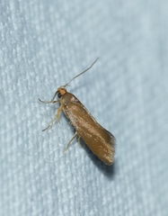 Crassa unitella