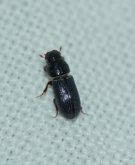 Pleurophorus caesus