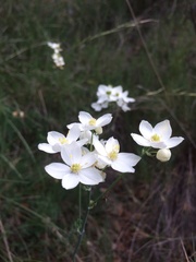 Thalictrum tuberosum