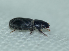 Pleurophorus caesus