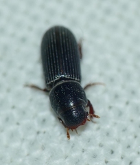 Pleurophorus caesus
