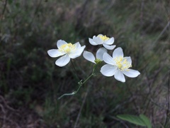 Thalictrum tuberosum