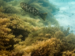 Aplodactylus westralis