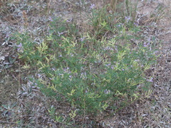 Astragalus arenarius