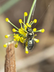Lasioglossum viride