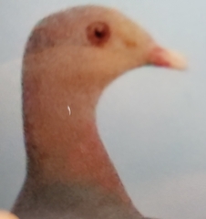 Patagioenas flavirostris