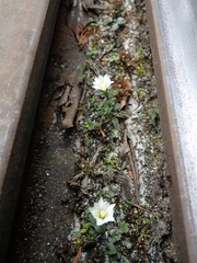 Gentiana flavomaculata