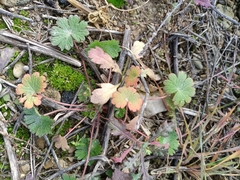 Geranium rotundifolium