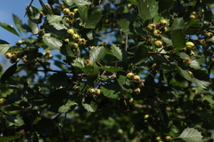 Crataegus sanguinea