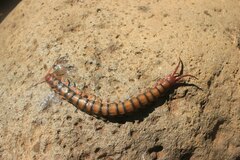 Scolopendra subspinipes