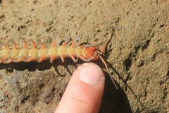 Scolopendra subspinipes