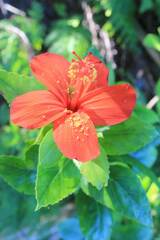 Hibiscus kokio