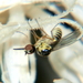 Cephalodromia - Photo 由 william van Niekerk 所上傳的 (c) william van Niekerk，保留部份權利CC BY-NC