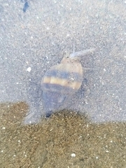 Buccinoidea
