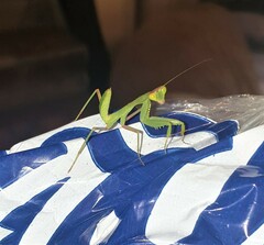 Sphodromantis