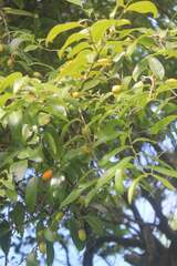 Diospyros sandwicensis