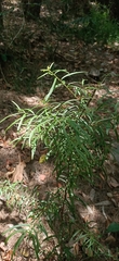 Podocarpus spinulosus