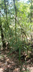 Podocarpus spinulosus