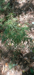 Podocarpus spinulosus