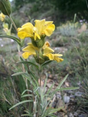 Phlomis lychnitis