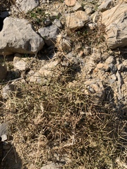 Echinops spinosissimus