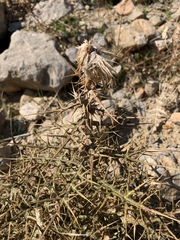 Echinops spinosissimus