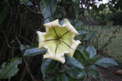 Solandra maxima