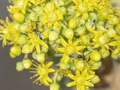 Lasioglossum loetum