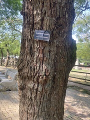 Margaritaria discoidea