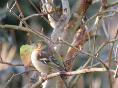 Fringilla coelebs
