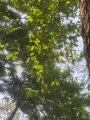 Margaritaria discoidea