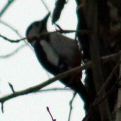 Dendrocopos major