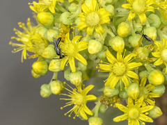 Lasioglossum loetum