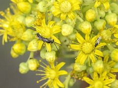 Lasioglossum loetum