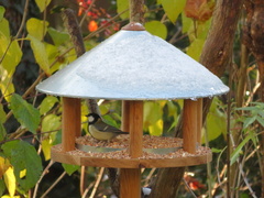 Parus major