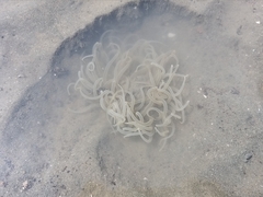 Actiniidae