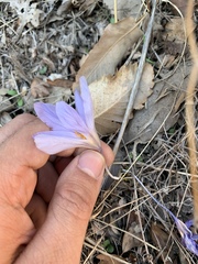Crocus damascenus