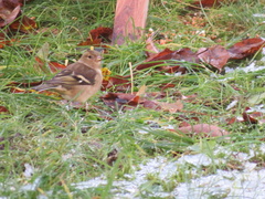 Fringilla coelebs