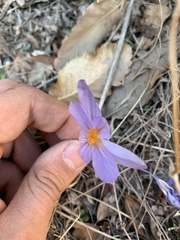 Crocus damascenus