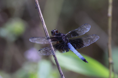 Thermorthemis madagascariensis