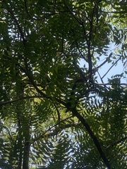 Azadirachta indica