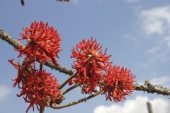Erythrina abyssinica