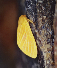 Pseudalus salmonaceus