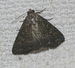 Condica illecta