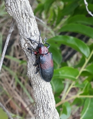 Coraliomela aeneoplagiata