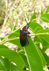 Coraliomela aeneoplagiata