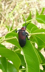 Coraliomela aeneoplagiata